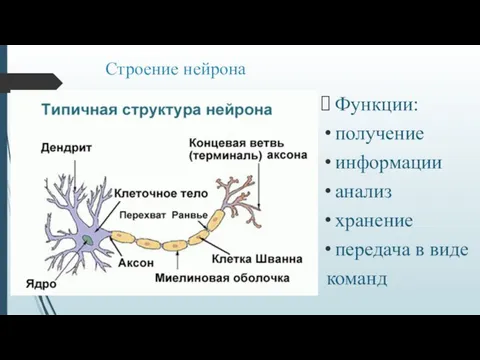 Строение нейрона Функции: получение информации анализ хранение передача в виде команд