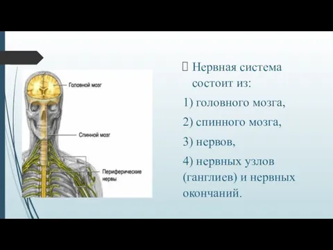 Нервная система состоит из: 1) головного мозга, 2) спинного мозга, 3) нервов, 4)