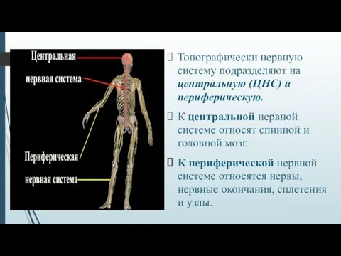 Топографически нервную систему подразделяют на центральную (ЦНС) и периферическую. К центральной нервной системе