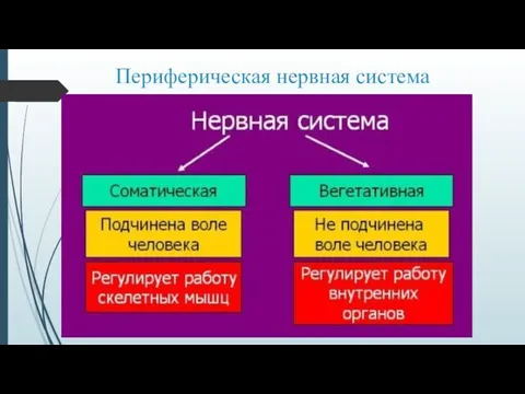 Периферическая нервная система