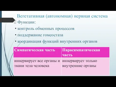 Вегетативная (автономная) нервная система Функции: контроль обменных процессов поддержание гомеостаза координация функций внутренних органов