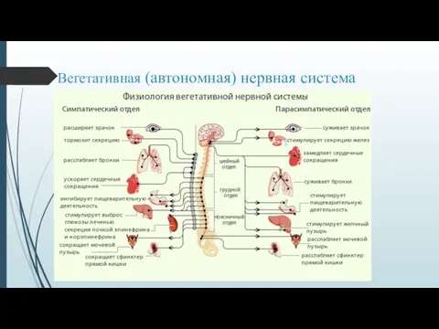 Вегетативная (автономная) нервная система