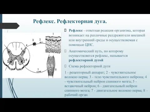 Рефлекс. Рефлекторная дуга. Рефлекс - ответная реакция организма, которая возникает на различные раздражители