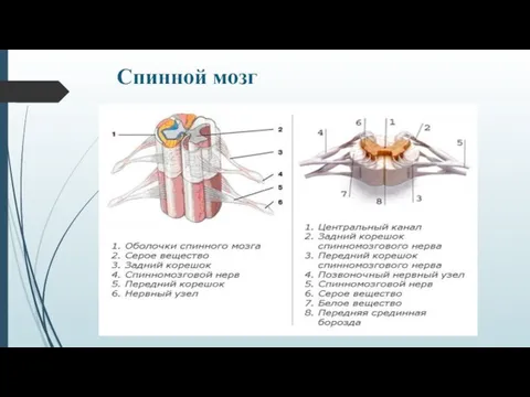 Спинной мозг