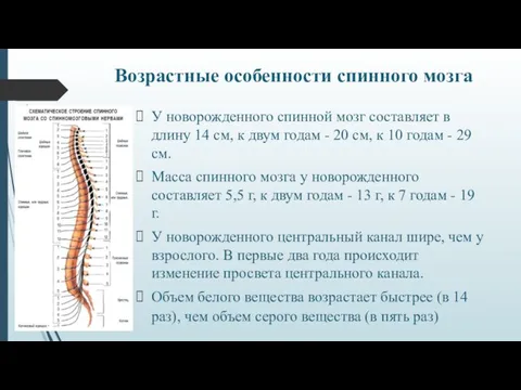 Возрастные особенности спинного мозга У новорожденного спинной мозг составляет в