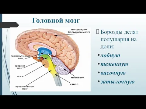 Головной мозг Борозды делят полушария на доли: лоб­ную теменную височную затылочную