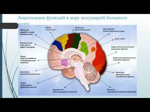 Локализация функций в коре полушарий большого мозга