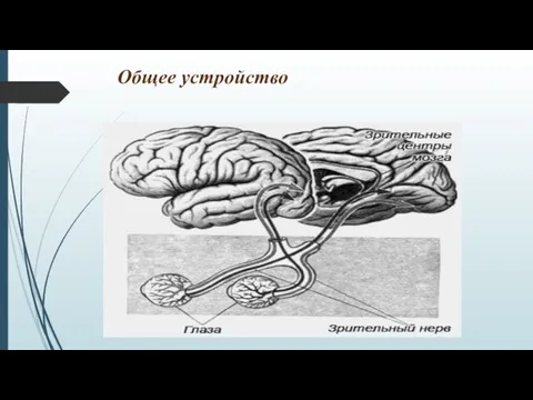 Общее устройство