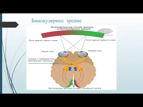 Бинокулярное зрение