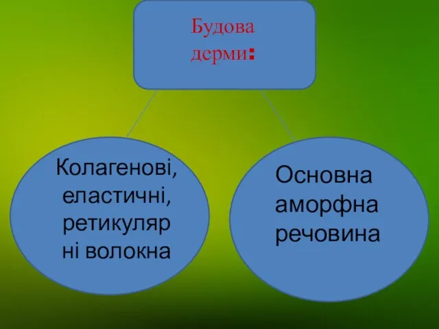 Будова дерми: Колагенові, еластичні, ретикулярні волокна Основна аморфна речовина