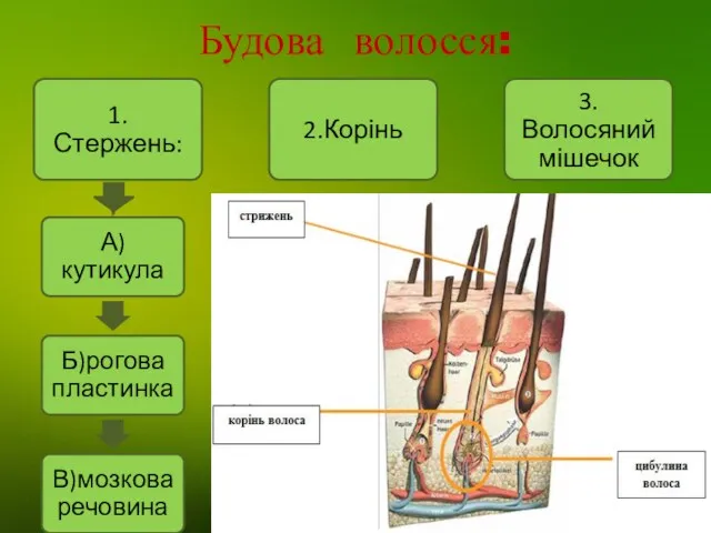 Будова волосся: