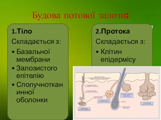 Будова потової залози: