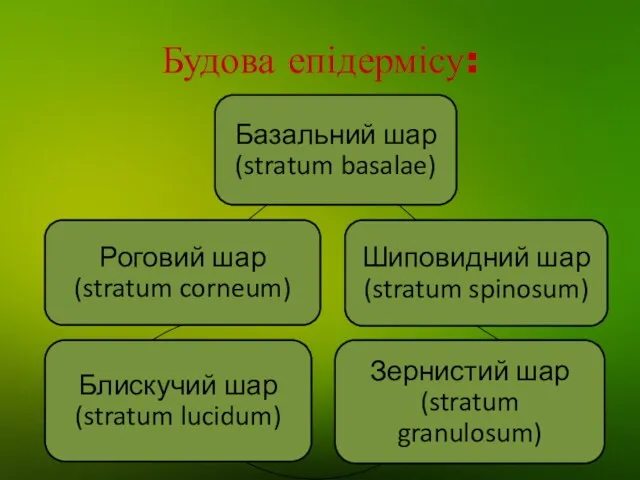 Будова епідермісу: