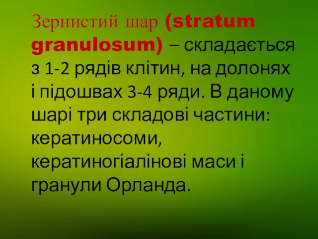 Зернистий шар (stratum granulosum) – складається з 1-2 рядів клітин,
