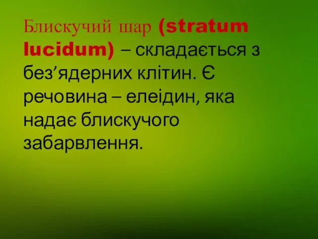 Блискучий шар (stratum lucidum) – складається з без’ядерних клітин. Є речовина – елеідин,