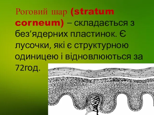 Роговий шар (stratum corneum) – складається з без’ядерних пластинок. Є лусочки, які є