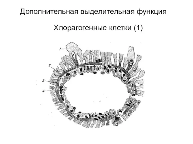 Дополнительная выделительная функция Хлорагогенные клетки (1)