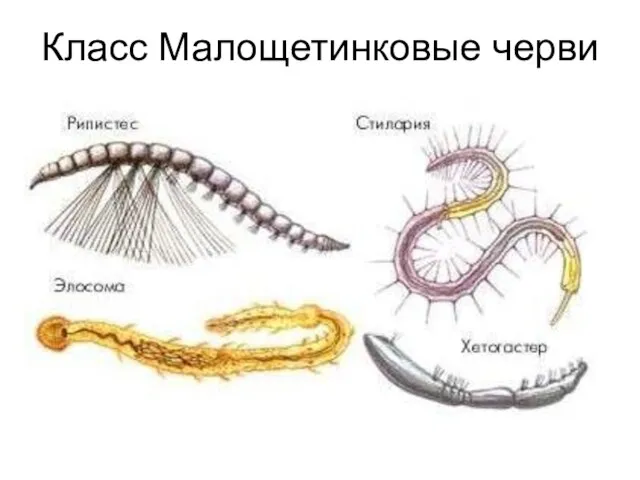 Класс Малощетинковые черви