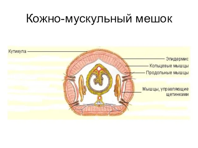 Кожно-мускульный мешок