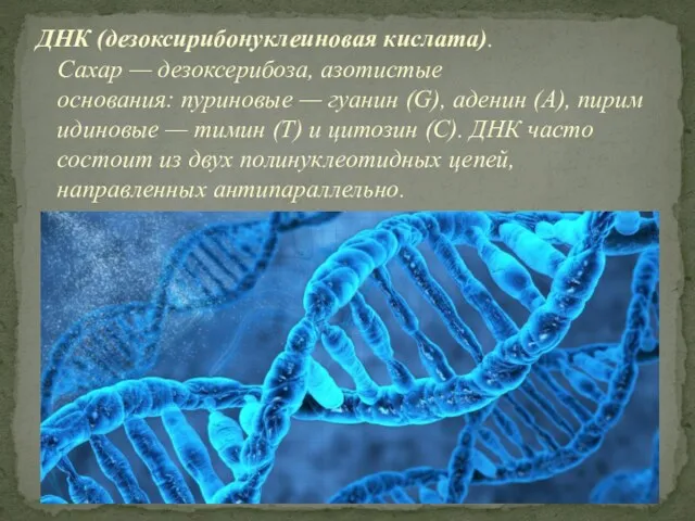 ДНК (дезоксирибонуклеиновая кислата). Сахар — дезоксерибоза, азотистые основания: пуриновые —