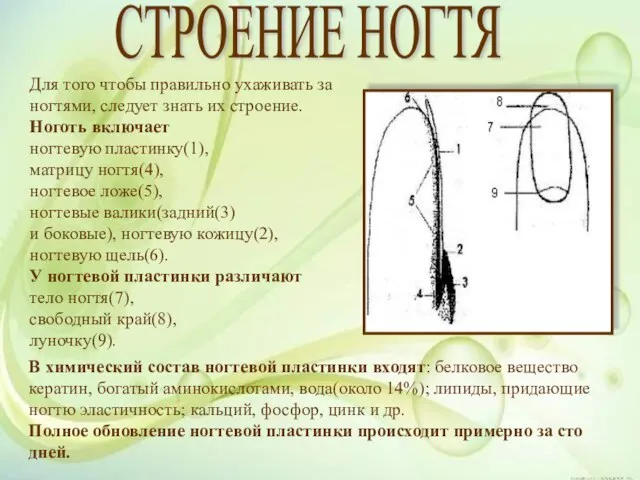 СТРОЕНИЕ НОГТЯ В химический состав ногтевой пластинки входят: белковое вещество