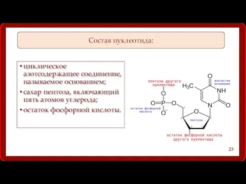 23 Состав нуклеотида: циклическое азотсодержащее соединение, называемое основанием; сахар пентоза,