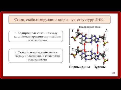 Связи, стабилизирующие вторичную структуру ДНК : Водородные связи - между