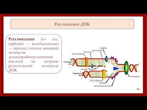 Репликация ДНК Репликация (от лат. replicatio — возобновление) — процесс синтеза дочерней молекулы