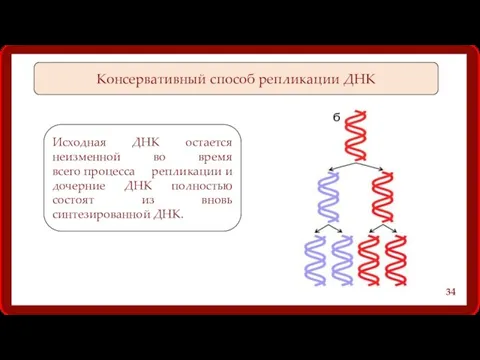 Консервативный способ репликации ДНК Исходная ДНК остается неизменной во время всего процесса репликации