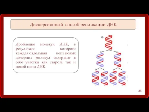 Дисперсионный способ репликации ДНК Дробление молекул ДНК, в результате которого каждая отдельная цепь