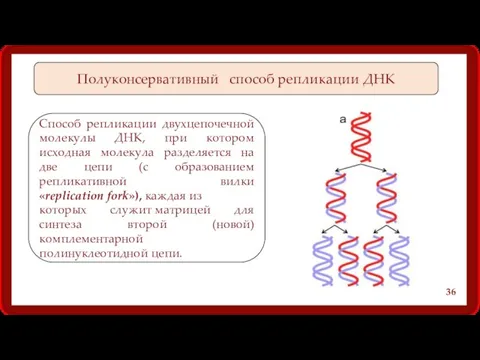 Полуконсервативный способ репликации ДНК Способ репликации двухцепочечной молекулы ДНК, при
