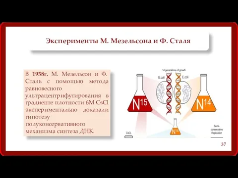 Эксперименты М. Мезельсона и Ф. Сталя В 1958г. М. Мезельсон и Ф. Сталь