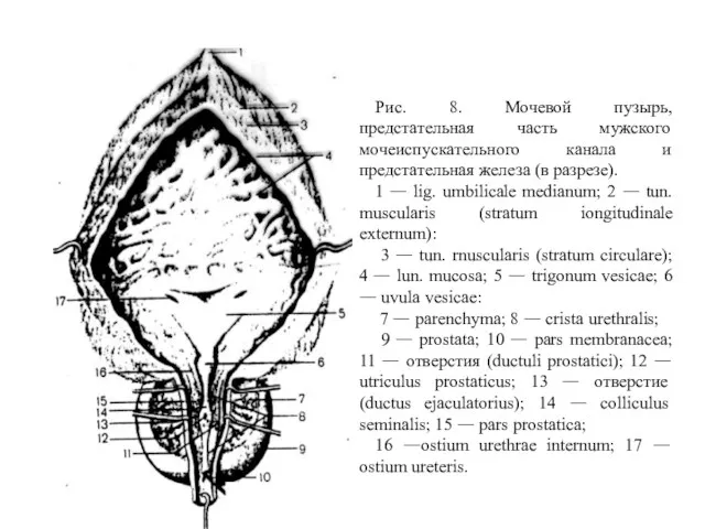 Рис. 8. Мочевой пузырь, предстательная часть мужского мочеиспускательного канала и