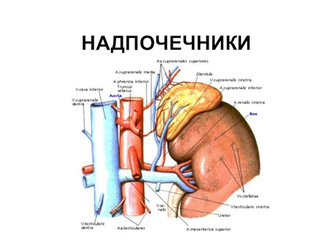 НАДПОЧЕЧНИКИ