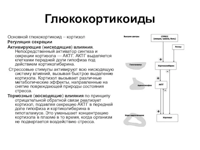 Глюкокортикоиды Основной глюкокортикоид – кортизол Регуляция секреции Активирующие (нисходящие) влияния.