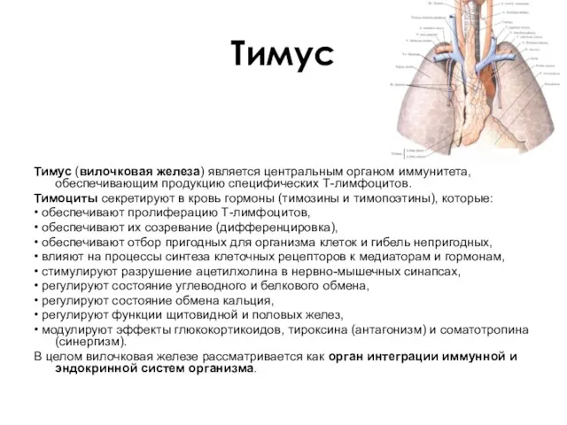 Тимус Тимус (вилочковая железа) является центральным органом иммунитета, обеспечивающим продукцию