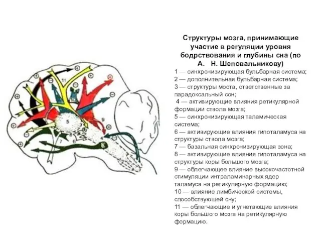 Структуры мозга, принимающие участие в регуляции уровня бодрствования и глубины