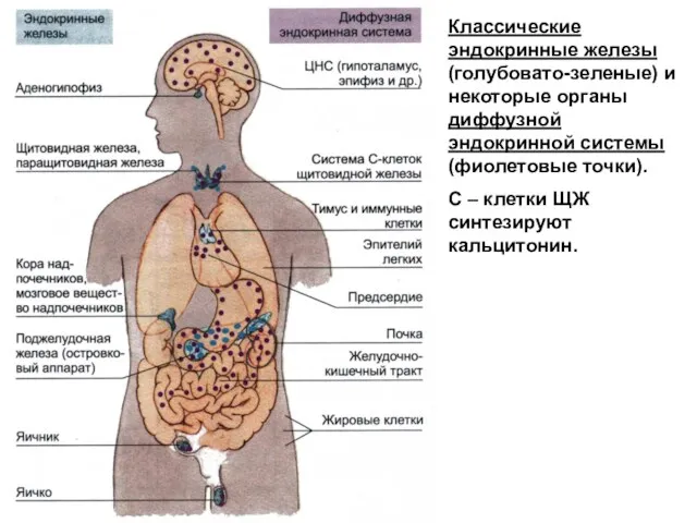 Классические эндокринные железы (голубовато-зеленые) и некоторые органы диффузной эндокринной системы