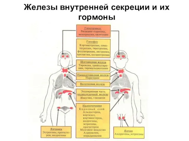 Железы внутренней секреции и их гормоны