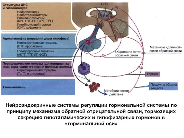 Нейроэндокринные системы регуляции гормональной системы по принципу механизма обратной отрицательной