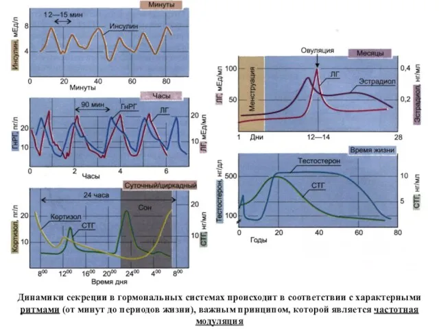 Динамики секреции в гормональных системах происходит в соответствии с характерными
