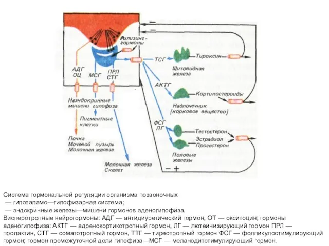 Система гормональной регуляции организма позвоночных — гипоталамо—гипофизарная система; — эндокринные