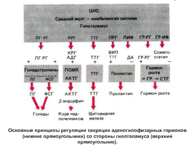 Основные принципы регуляции секреции аденогипофизарных гормонов (нижние прямоугольники) со стороны гипоталамуса (верхний прямоугольник).