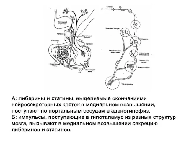 А: либерины и статины, выделяемые окончаниями нейросекреторных клеток в медиальном