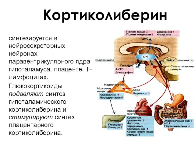 Кортиколиберин синтезируется в нейросекреторных нейронах паравентрикулярного ядра гипоталамуса, плаценте, Т-лимфоцитах.