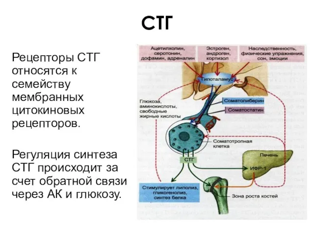 СТГ Рецепторы СТГ относятся к семейству мембранных цитокиновых рецепторов. Регуляция