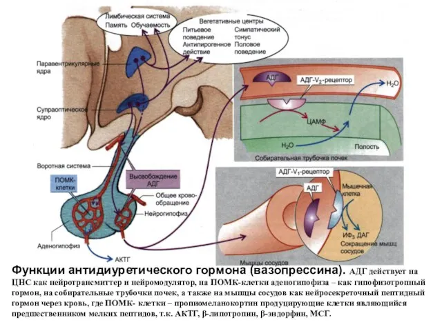 Функции антидиуретического гормона (вазопрессина). АДГ действует на ЦНС как нейротрансмиттер
