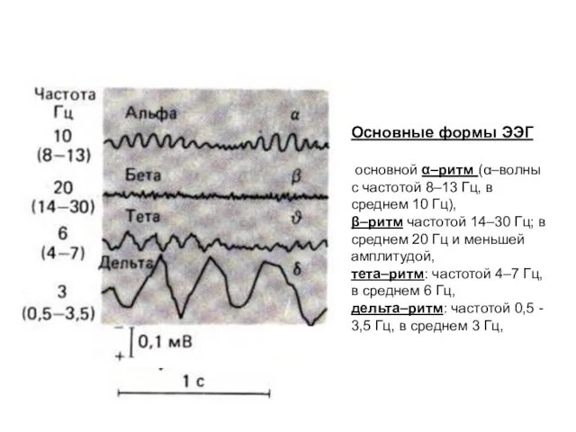 Основные формы ЭЭГ основной α–ритм (α–волны с частотой 8–13 Гц,