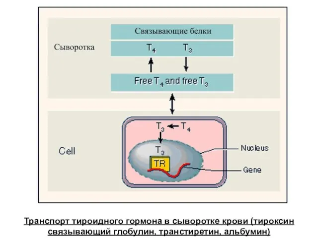 Транспорт тироидного гормона в сыворотке крови (тироксин связывающий глобулин, транстиретин, альбумин)