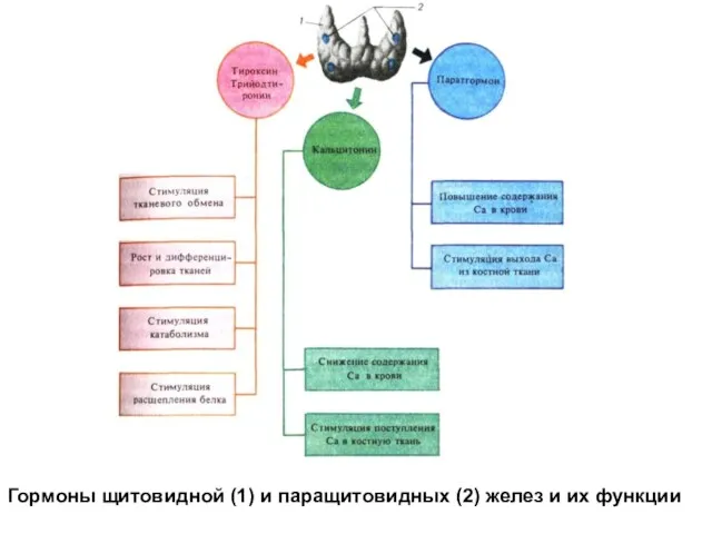 Гормоны щитовидной (1) и паращитовидных (2) желез и их функции
